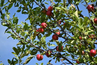 Erik yaprağı yaban elması / Çin yaban elması (Malus prunifolia) meyveleri. Rosaceae yaprak döken ağacı. Olgunlaşsa bile, meyve ekşi ve yenmez. Bonsai vesaire için kullanılır..