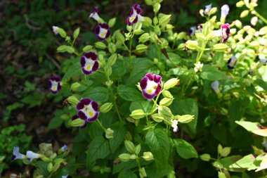 Torenia çiçekleri. Linderniaceae tropikal çiçeği. Nisan 'dan Kasım' a kadar uzun bir çiçek verme dönemi vardır ve gölgede büyürler, bu da yeni başlayanların bile büyümesini kolaylaştırır..