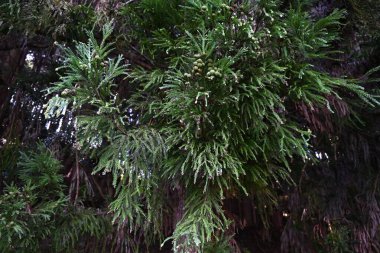 Japanese cedar ( Cryptomeria japonica ) fruits. Cupressaceae evergreen conifer.The fruiting season is October, and the pollen in spring can cause hay fever. clipart