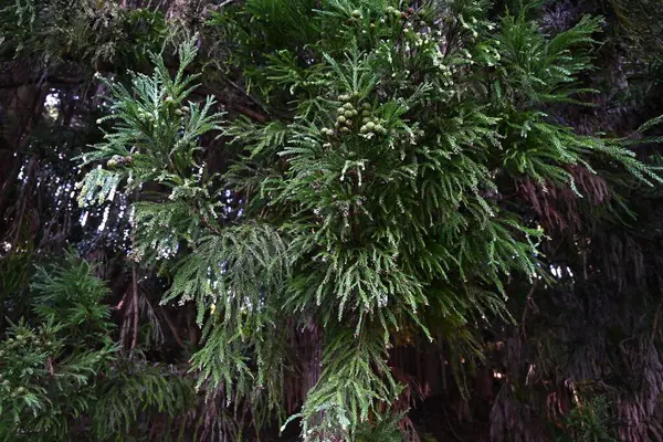 Японський Кедр Cryptomeria Japanica Фрукти Cupressaceae Вічнозелений Хвойний Плідний Сезон Стокова Картинка