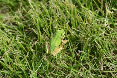 Bir Japon ağaç kurbağası (Dryophytes japonicus). İlkbahardan sonbahara kadar aktif olan ve kışın yer altında kış uykusuna yatan ağaç kurbağalarıdırlar..