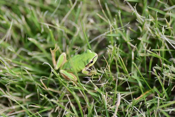 A Japanese tree frog ( Dryophytes japonicus ).  They are arboreal frogs, active from spring to autumn, and hibernate underground in winter.