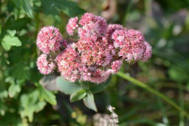 Hylotelephium telephium (Buz bitkisi) çiçekleri. Krassulaceae daimi bitkileri. Ağustos 'tan Ekim' e kadar kök uçlarında kırmızı-mor çiçekler açar.