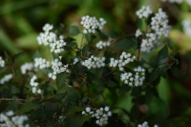 Eupatorium coelestinum (Puslu çiçek) beyaz çiçekler. Asteraceae daimi bitkileri. Yazdan sonbahara kadar yumuşak mavi-mor ve beyaz çiçekler üretir..