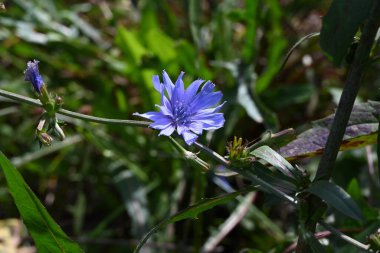 Chicory (Cichorium intybus) çiçekleri. Avrupa 'ya özgü Asteraceae Sebzeleri Temmuz' dan Ekim 'e kadar mavi-mor çiçeklerle açarlar. Genç filizler Fransız mutfağında sıklıkla kullanılır..