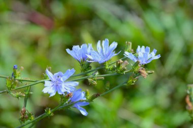 Chicory (Cichorium intybus) çiçekleri. Avrupa 'ya özgü Asteraceae Sebzeleri Temmuz' dan Ekim 'e kadar mavi-mor çiçeklerle açarlar. Genç filizler Fransız mutfağında sıklıkla kullanılır..