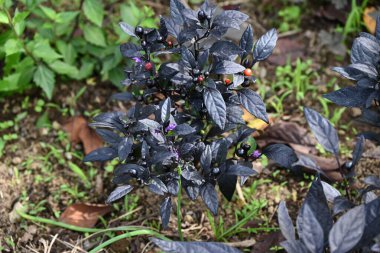 Capsicum Yıllık 'Kara İnci'. Süslü bir biber, Solanaceae ailesinin tropikal Amerika 'ya özgü yıllık bir bitkisi..