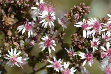 Aster lateriflorus 'Prince' çiçekleri. Asteraceae bitkileri Kuzey Amerika 'ya özgü.