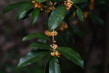 Portakal kokulu zeytin çiçekleri. Oleaceae dioecious Evergreen ağacı. Eylül 'den Ekim' e kadar güzel kokulu portakal çiçekleri üretir..