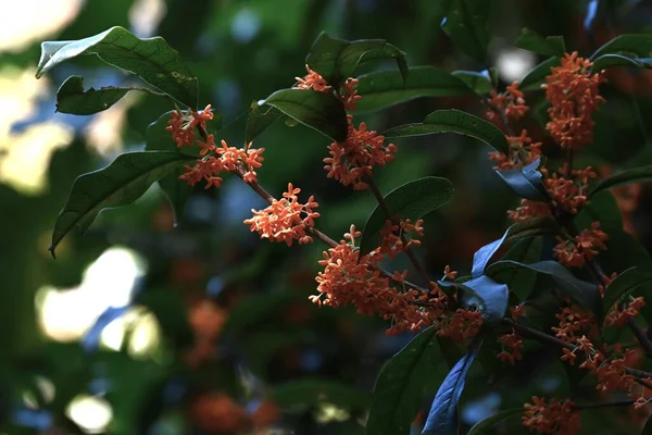 Fragrant orange-colored olive flowers. Oleaceae dioecious evergreen tree. It produces fragrant orange flowers from September to October.