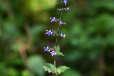 Isodon İnflexus çiçekleri. Lamiaceae bitkileri. Mavi-mor dudak şeklindeki çiçekler Eylül 'den Ekim' e kadar sivri uçlarda çiçek açarlar..