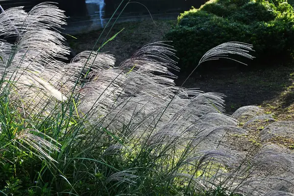 Japanese pampas grass. Seasonal background material. Poaceae perennial plants.