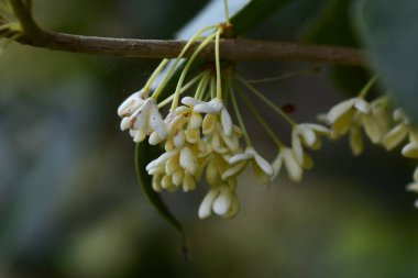 Kokulu zeytin ve gümüş osmanthus çiçekleri. Oleaceae her zaman yeşil. Sonbaharda soluk sarı çiçekler açar..