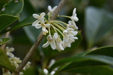 Kokulu zeytin ve gümüş osmanthus çiçekleri. Oleaceae her zaman yeşil. Sonbaharda soluk sarı çiçekler açar..