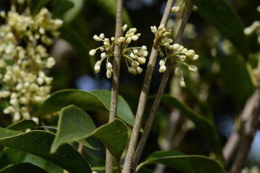Kokulu zeytin ve gümüş osmanthus çiçekleri. Oleaceae her zaman yeşil. Sonbaharda soluk sarı çiçekler açar..