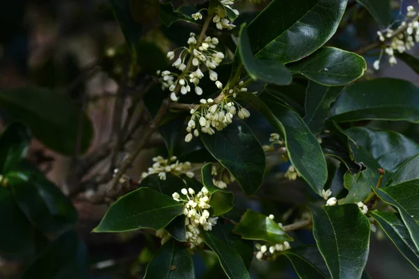 Fragrant tea olive / Silver osmanthus flowers. Oleaceae evergreen tree.Blooms pale yellow flowers in autumn.