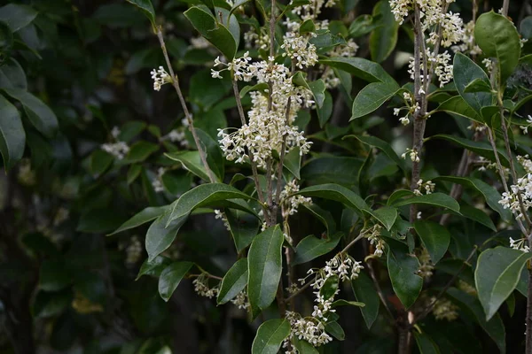 Fragrant tea olive / Silver osmanthus flowers. Oleaceae evergreen tree.Blooms pale yellow flowers in autumn.