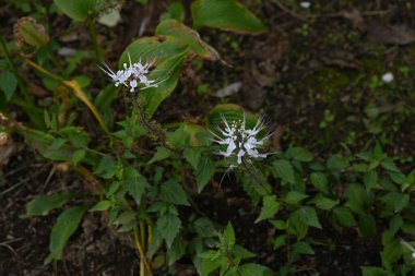 Kedi Bıyıkları (Orthosiphon aristatus) çiçekler. Lamiaceae bitkileri. Haziran 'dan Kasım' a kadar yukarı doğru kıvrılan uzun erkek organlar ve erkeklik organlarıyla eşsiz çiçekler açarlar..