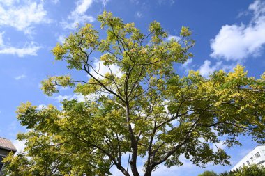 Flamegold yağmur ağacı (Koelreuteria henryi) çiçekleri. Sapindaceae yapraklı tropikal ağaç. Eylül 'den Ekim' e kadar paniğe kapılan küçük sarı yapraklı çiçekler görülüyor..