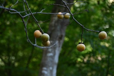 Japon hurması (Kaki) meyveleri. Sonbaharın tadı. Mevsimlik arkaplan materyali.
