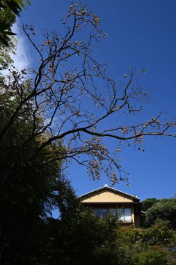 Japon hurması (Kaki) meyveleri. Sonbaharın tadı. Mevsimlik arkaplan materyali.