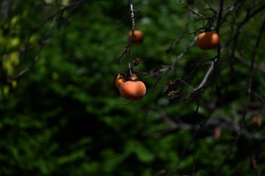 Japon hurması (Kaki) meyveleri. Sonbaharın tadı. Mevsimlik arkaplan materyali.