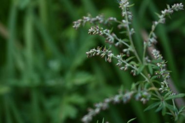 Japon mugwort (Artemisis indica) çiçekleri. Asteraceae daimi bitkileri. Çiçek açma dönemi Eylül 'den Ekim' e kadar. Yapraklar yiyecek ve bitkisel ilaçlar..