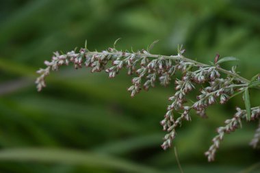 Japon mugwort (Artemisis indica) çiçekleri. Asteraceae daimi bitkileri. Çiçek açma dönemi Eylül 'den Ekim' e kadar. Yapraklar yiyecek ve bitkisel ilaçlar..