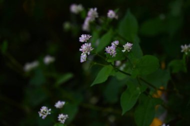 Persicaria thunbergii (Polygonum thunbergii) çiçekleri. Polygonaceae yıllık bitkileri. Suyun yanında yetişir ve temmuzdan ekime kadar sayısız soluk pembe çiçek üretir..