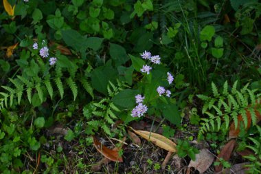 Persicaria thunbergii (Polygonum thunbergii) çiçekleri. Polygonaceae yıllık bitkileri. Suyun yanında yetişir ve temmuzdan ekime kadar sayısız soluk pembe çiçek üretir..