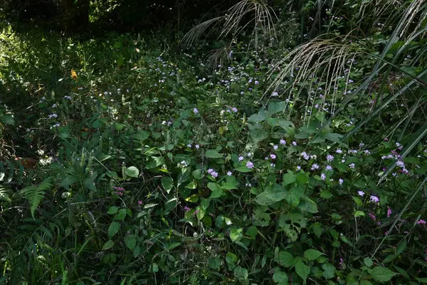 Persicaria thunbergii (Polygonum thunbergii) çiçekleri. Polygonaceae yıllık bitkileri. Suyun yanında yetişir ve temmuzdan ekime kadar sayısız soluk pembe çiçek üretir..
