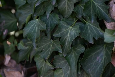 Japon sarmaşığı (Hedera rhombea) çiçekleri. Araliaceae her zaman yeşil üzüm. Sarı anterli beş yapraklı küçük çiçekler Ekim 'den Aralık' a kadar çiçek açar..