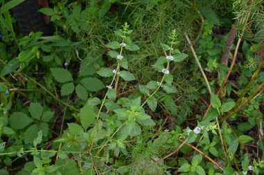 Japon nane şekeri (Mentha canadensis) çiçekleri. Lamiaceae daimi bitkisi. Çiçek açma dönemi Temmuz 'dan Ekim' e kadardır..