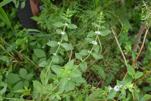 Japon nane şekeri (Mentha canadensis) çiçekleri. Lamiaceae daimi bitkisi. Çiçek açma dönemi Temmuz 'dan Ekim' e kadardır..