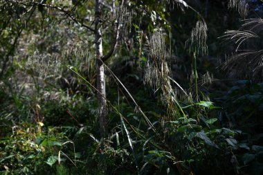 Eccoilopus cotulifer. Poaceae daimi bitkileri. Çiçek dalları Eylül 'den Ekim' e kadar dallardan sarkıyor..