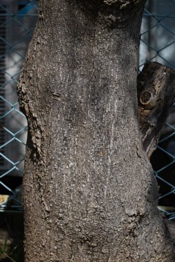 Japon pagoda ağacı (Styphnolobium japonicum) meyveleri. Fabaceae yapraklı ağaç. Meyve, tohumlar arasında son derece dar bir alanla karakterize edilir..