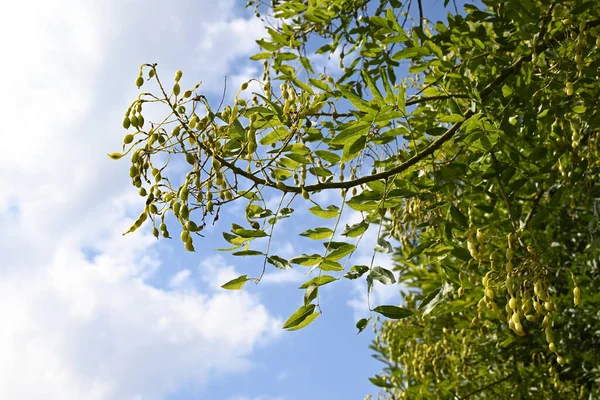 Japon pagoda ağacı (Styphnolobium japonicum) meyveleri. Fabaceae yapraklı ağaç. Meyve, tohumlar arasında son derece dar bir alanla karakterize edilir..