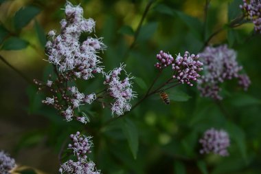 Thoroughwort (Eupatorium japonicum) çiçeği. Asteraceae daimi bitkileri. Yazın sonundan sonbahara kadar küçük beyaz çiçekler köklerin ucunda açar. Tıbbi özellikleri var..