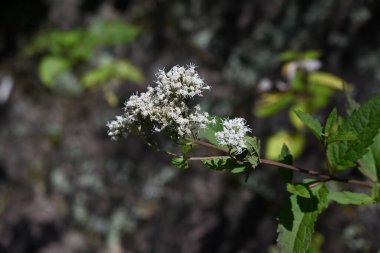 Boneset (Eupatorium makoi) çiçekleri. Asteraceae daimi bitkileri. Ağustos 'tan Ekim' e kadar kümeler halinde beyaz silindirik küçük çiçekler açar.