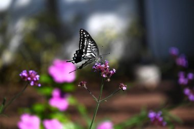 Bir Papilio xuthus. Lepidoptera papilionidae kelebeği. Japonya 'daki insanların evlerinde sıkça görülen tanıdık bir kelebektir..