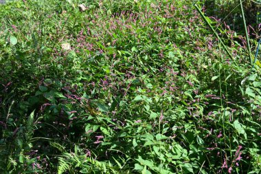 Sürünen akıllı ot (Persicaria longiseta) çiçekleri. Yol kenarlarında yetişen bir ottur. Yaz başından sonbahara kadar boş araziler ve çiçekler açar..