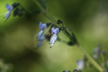 Isodon japonicus çiçeği. Lamiaceae daimi şifalı bitkisi. Eylül 'den Ekim' e kadar paniğe kapılan sivri uçlarda küçük, dudak şeklinde çiçekler belirir..