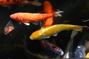 Nishikigoi / Japon sazan / Koi (Cyprinus carpio). Nishikigoi, Japonya 'da süslü amaçlar için geliştirilen ve 