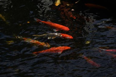 Nishikigoi / Japon sazan / Koi (Cyprinus carpio). Nishikigoi, Japonya 'da süslü amaçlar için geliştirilen ve 