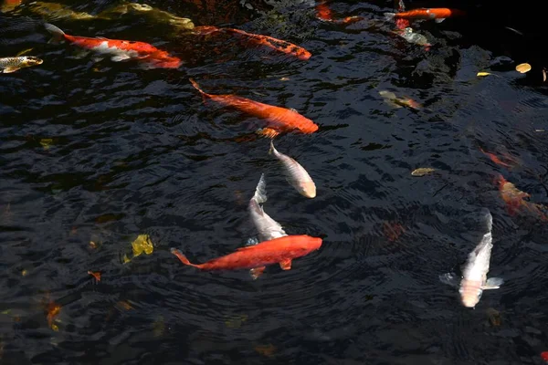 Nishikigoi / Japon sazan / Koi (Cyprinus carpio). Nishikigoi, Japonya 'da süslü amaçlar için geliştirilen ve 