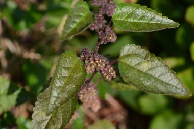Fatoua villosa (Kıllı yengeç otu) çiçekler ve meyveler Moraceae yıllık bitkileri. Yol kenarlarında ve çorak arazilerde yetişen bir ottur ve çiçek açma mevsimi Eylül 'den Ekim' e kadardır..