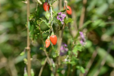 Lycium chinense (Çin evlilik bağı asması / Goji üzümü) çiçek ve böğürtlen. Soluk mor çiçekler açar ve yazdan sonbahara kadar kırmızı böğürtlen taşır. Yararlı bir bitki, yenilebilir ve tıbbi..