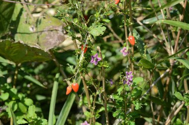 Lycium chinense (Çin evlilik bağı asması / Goji üzümü) çiçek ve böğürtlen. Soluk mor çiçekler açar ve yazdan sonbahara kadar kırmızı böğürtlen taşır. Yararlı bir bitki, yenilebilir ve tıbbi..