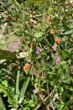 Lycium chinense (Çin evlilik bağı asması / Goji üzümü) çiçek ve böğürtlen. Soluk mor çiçekler açar ve yazdan sonbahara kadar kırmızı böğürtlen taşır. Yararlı bir bitki, yenilebilir ve tıbbi..