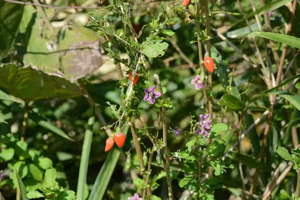 Lycium chinense (Çin evlilik bağı asması / Goji üzümü) çiçek ve böğürtlen. Soluk mor çiçekler açar ve yazdan sonbahara kadar kırmızı böğürtlen taşır. Yararlı bir bitki, yenilebilir ve tıbbi..